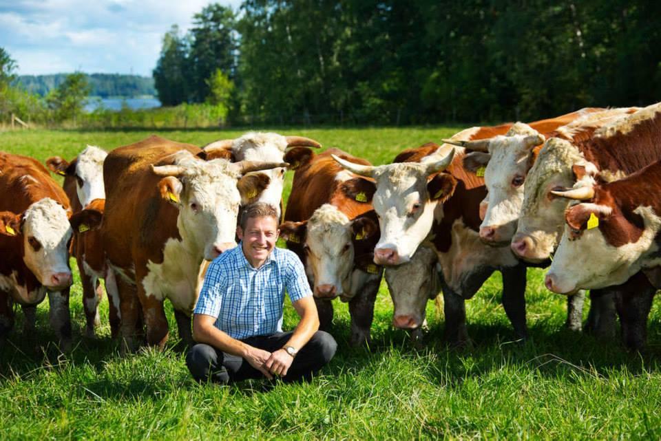 Mies laitumella lehmien kanssa
